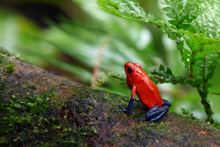 Red and Blue Animals - Red and Blue Poison Dart Frog