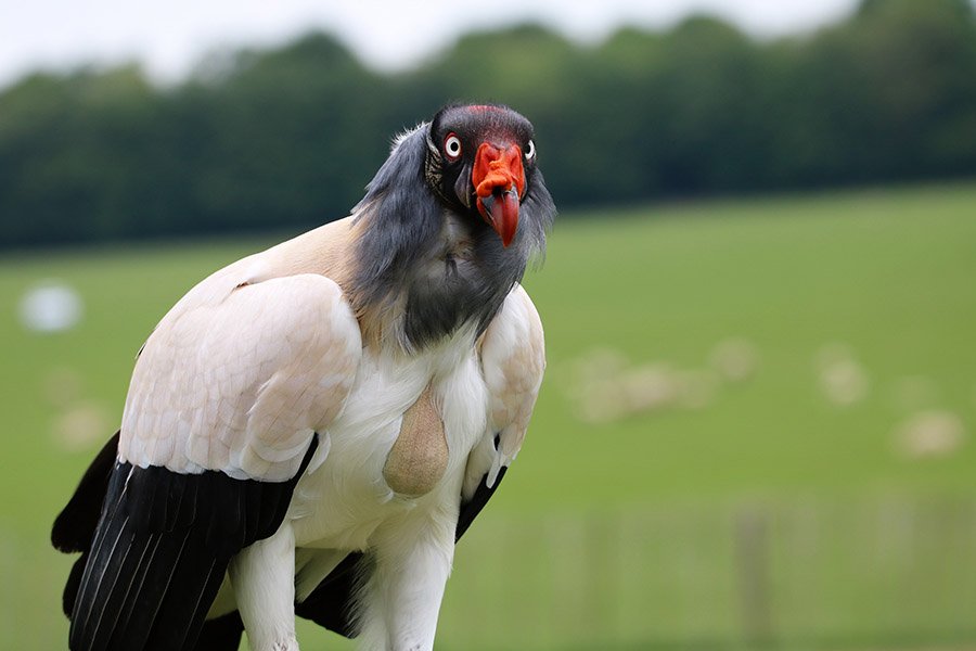 Red and Blue Animals - Sarcoramphe King Vulture