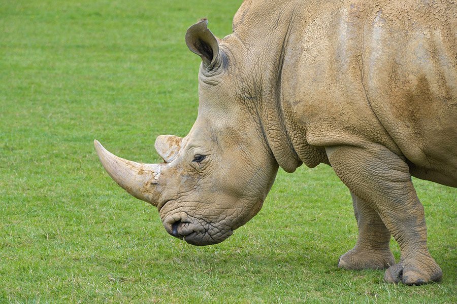 Rhino horns