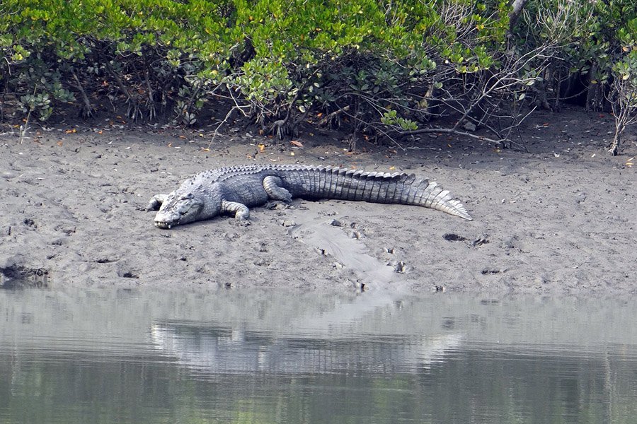 Saltwater crocodile in mangroves