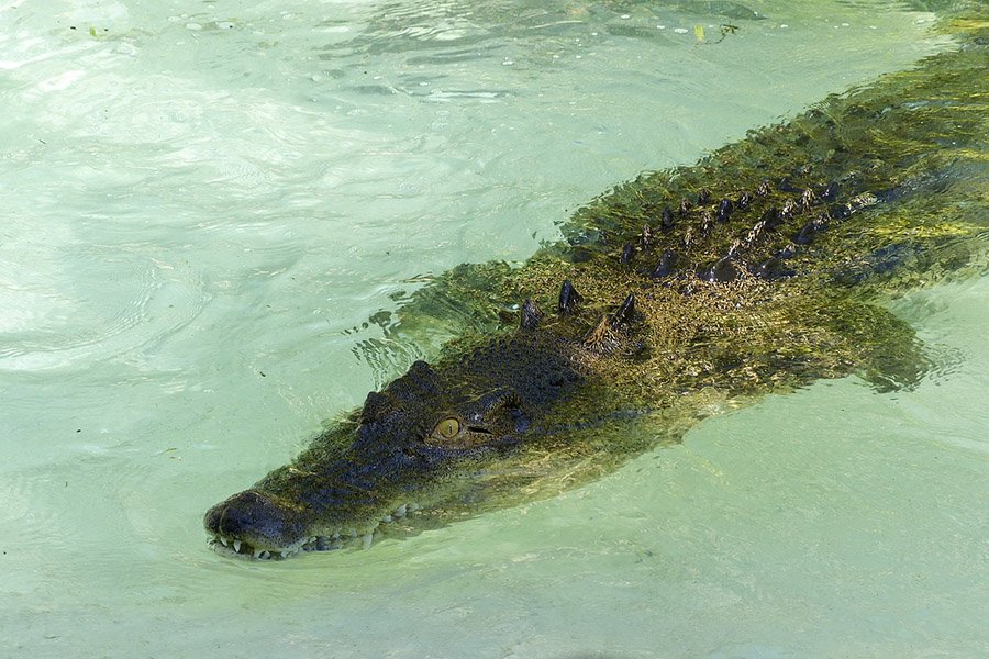 Saltwater crocodile