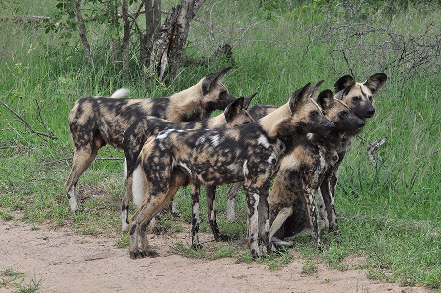 Small pack of African Wild Dogs