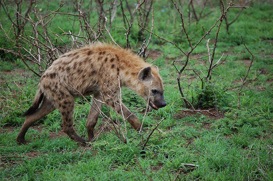 Spotted hyena