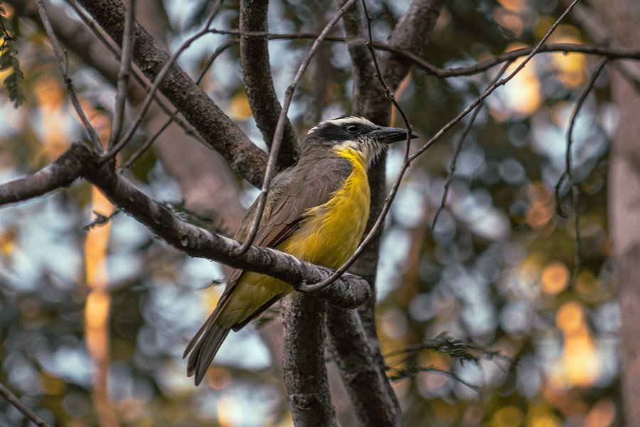 Suriname Lesser Kiskadee 