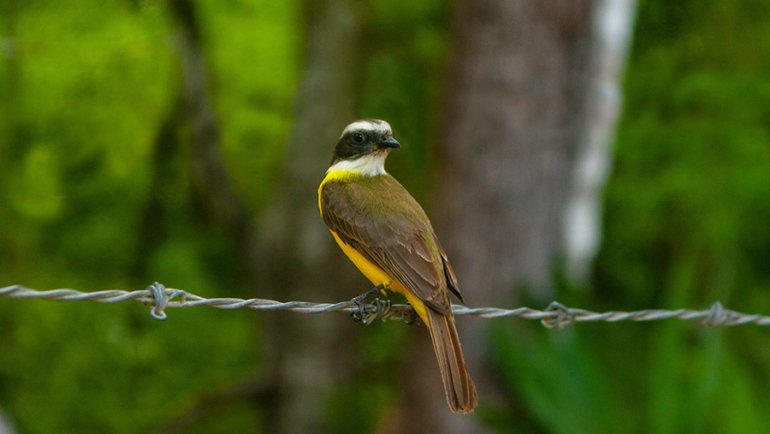 Suriname Lesser Kiskadee