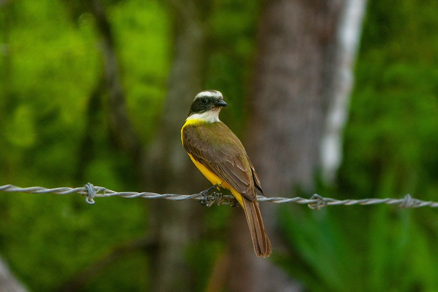 Suriname Lesser Kiskadee 