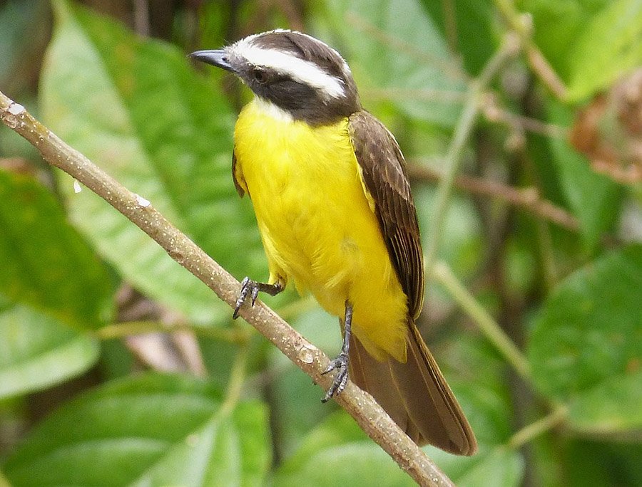 Suriname Lesser Kiskadee 