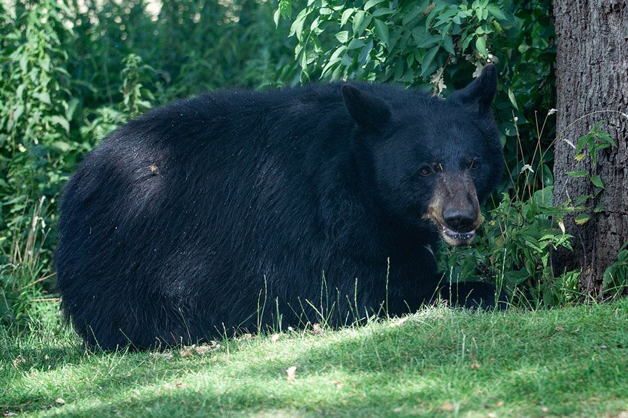 Tailless animals - American black bear