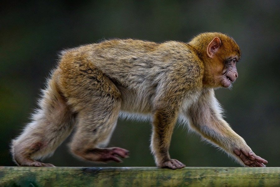 Tailless animals - Barbary macaque