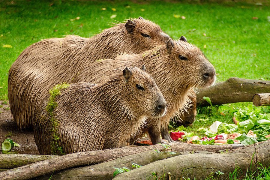 Tailless animals - Capybara