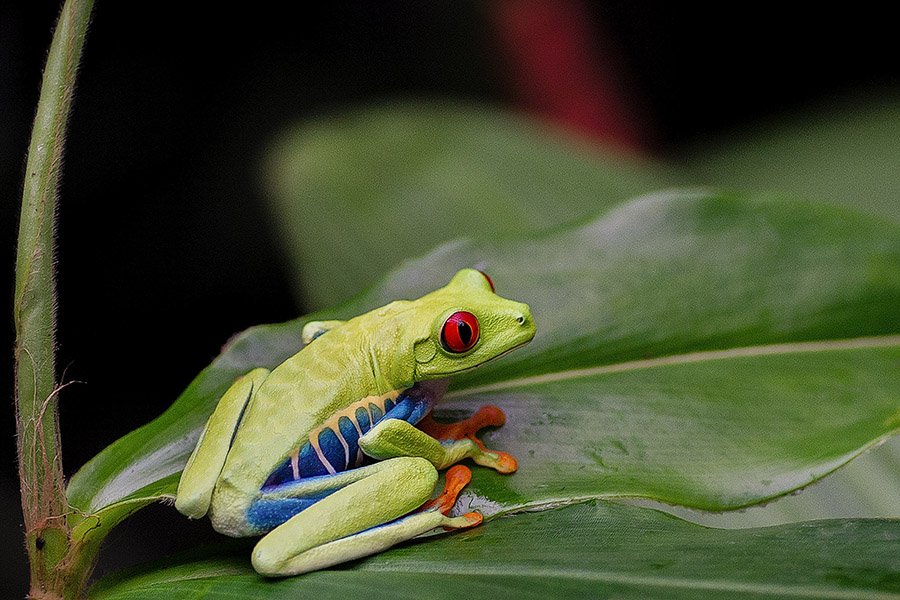 Tailless animals - Frogs