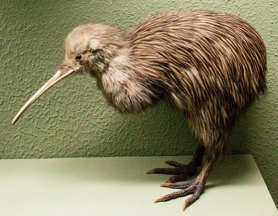 Tailless animals - Kiwi