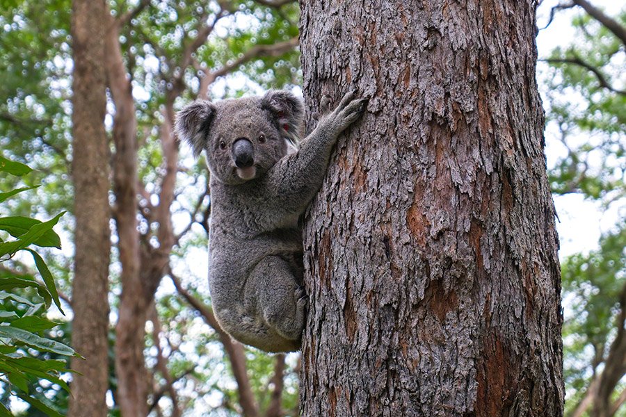 Tailless animals - Koala