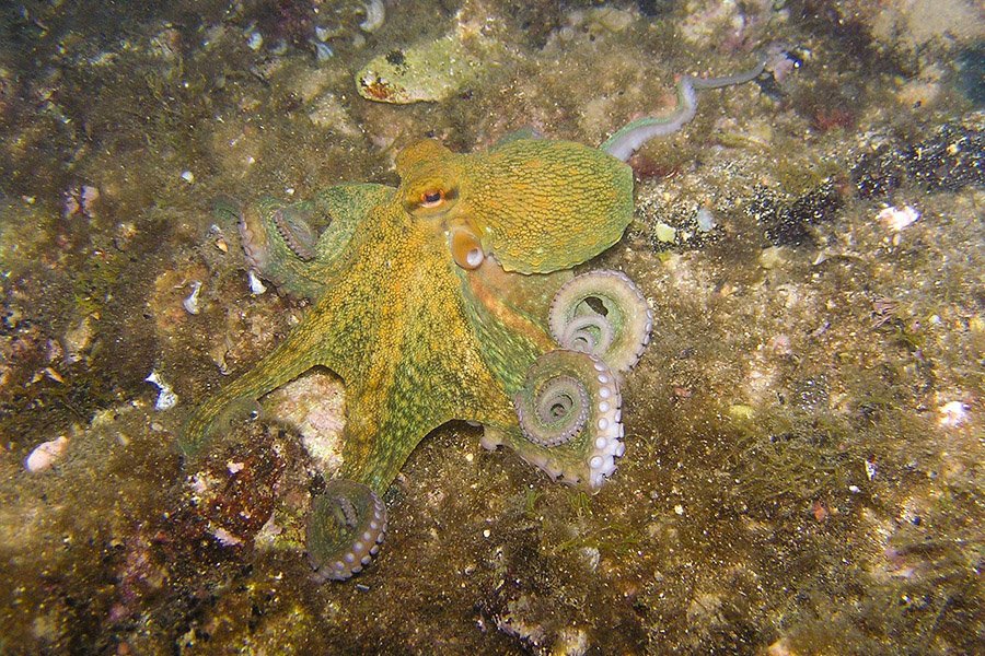 Tailless animals - Octopus