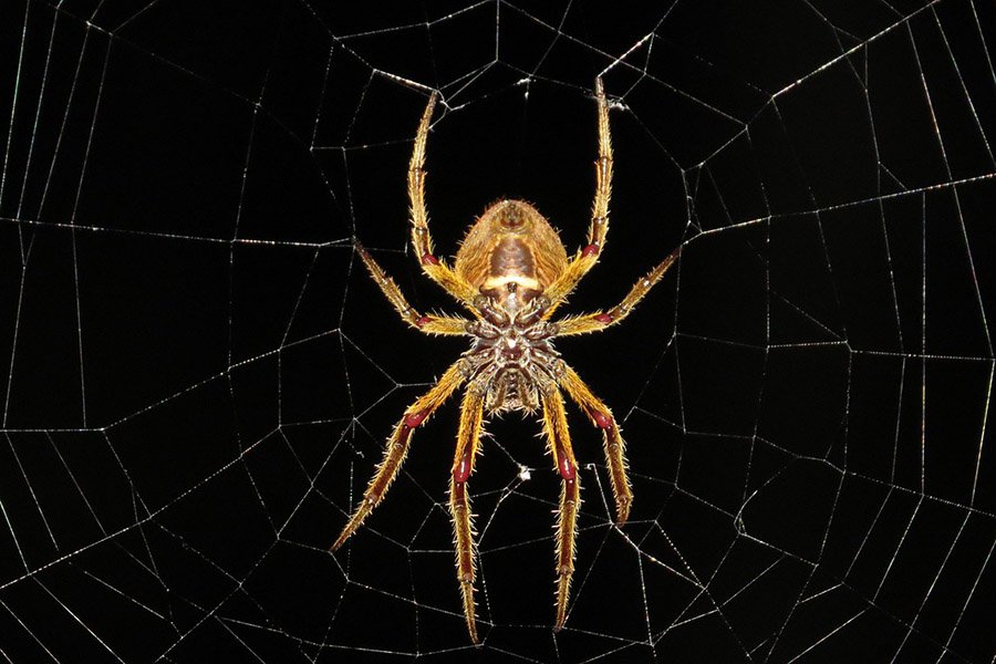 Tailless animals - Spiders