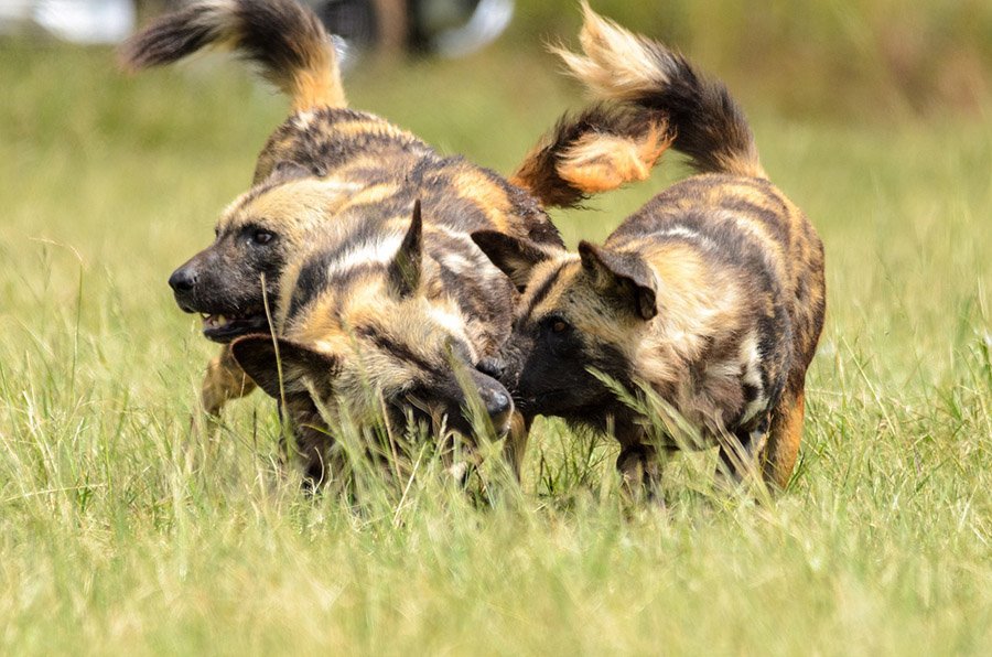 Three African Wild Dogs