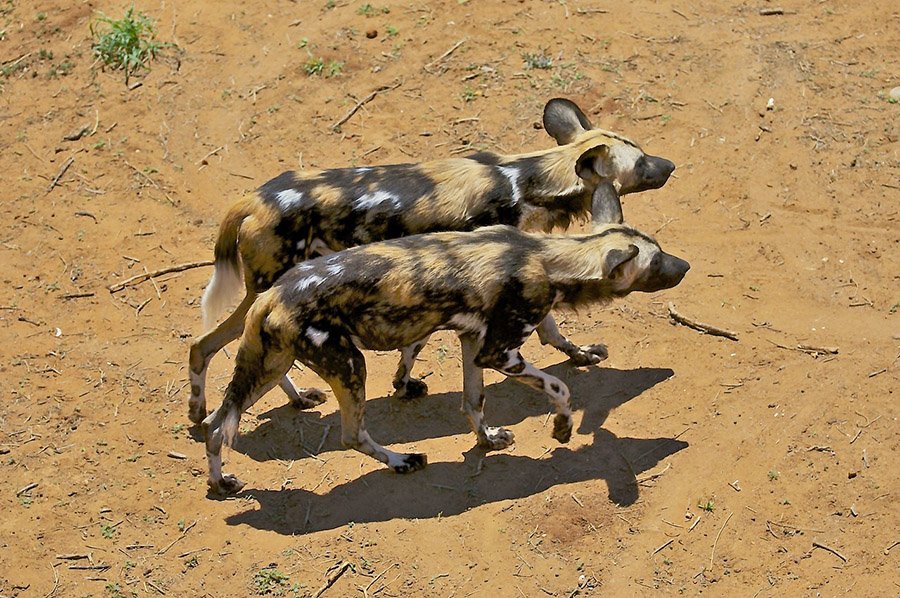 Two African Wild Dogs walking