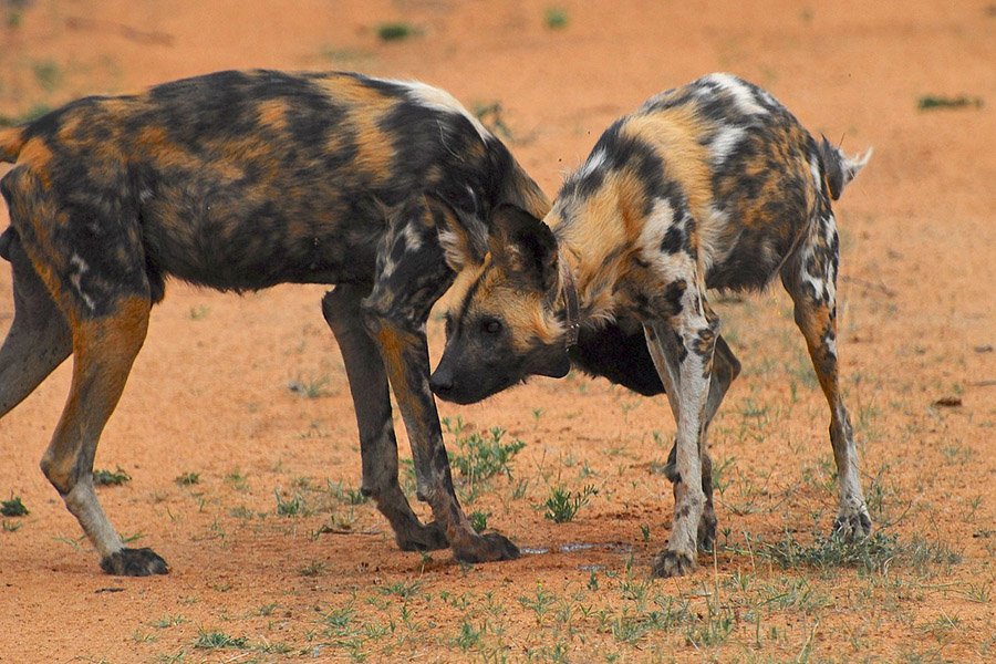 Two African Wild Dogs