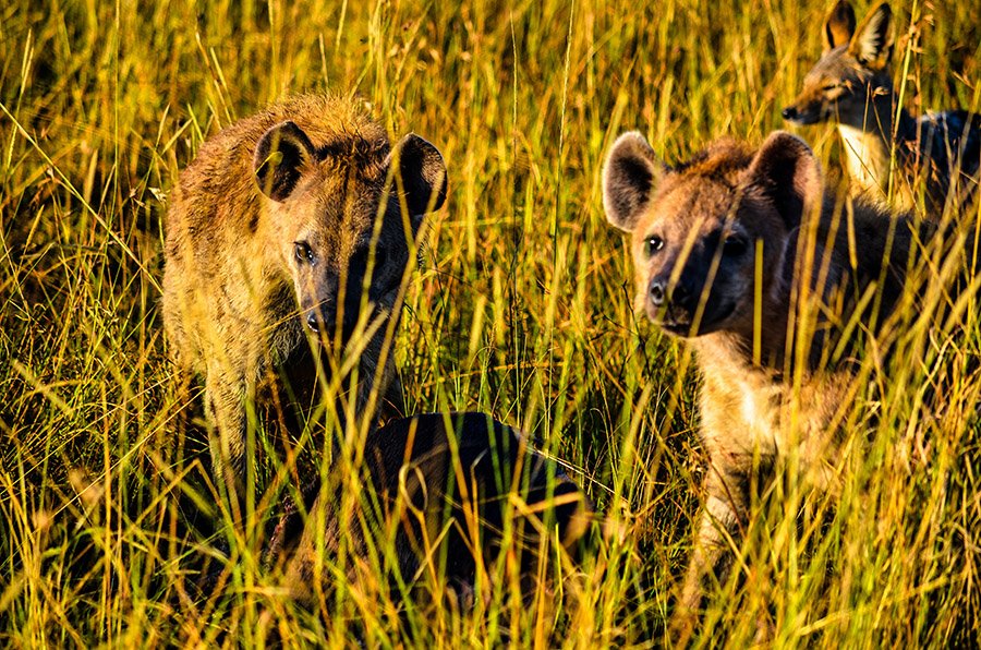 Two hyenas in tall grass