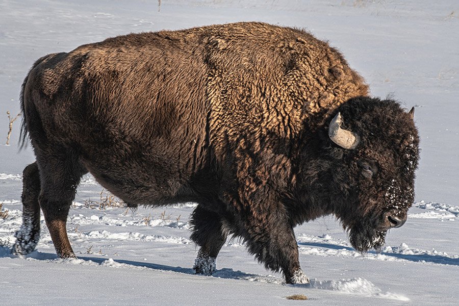 USA Bison