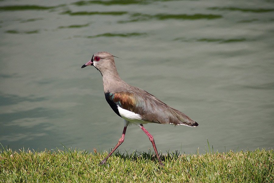 Uruguay Southern Lapwing 