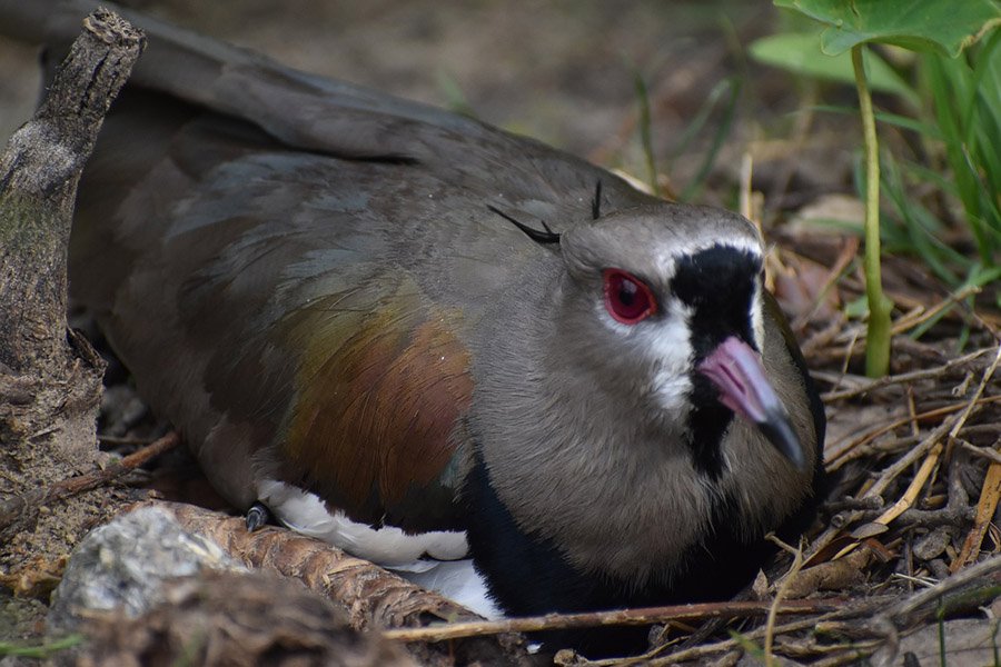 Uruguay Southern Lapwing 