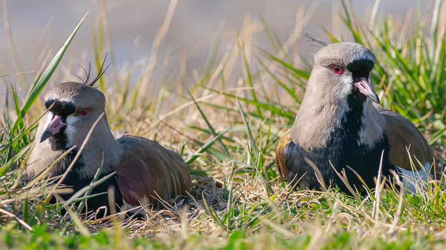 Uruguay Southern Lapwing 