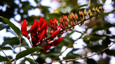 Uruguay national flower - Hero