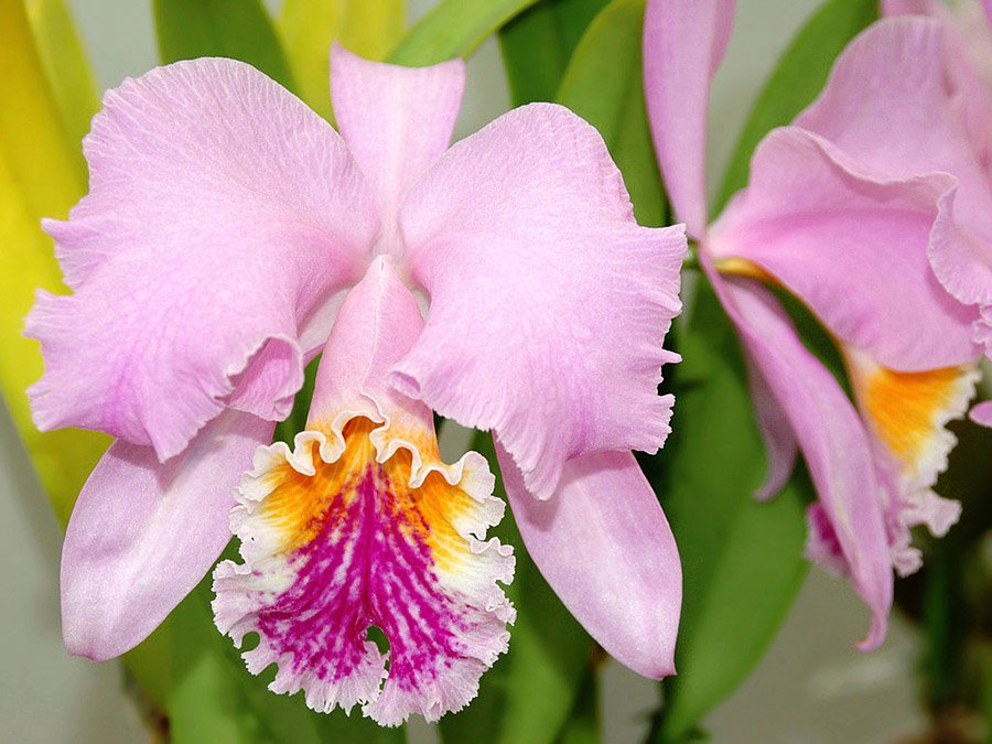 Venezuela Cattleya mossiae 