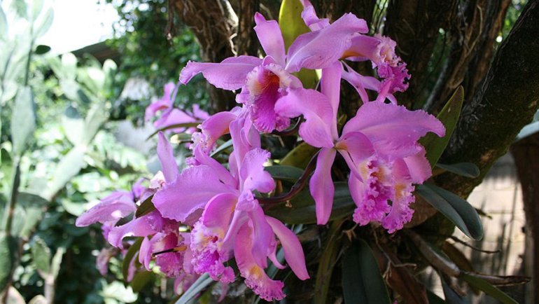 Venezuela Cattleya mossiae