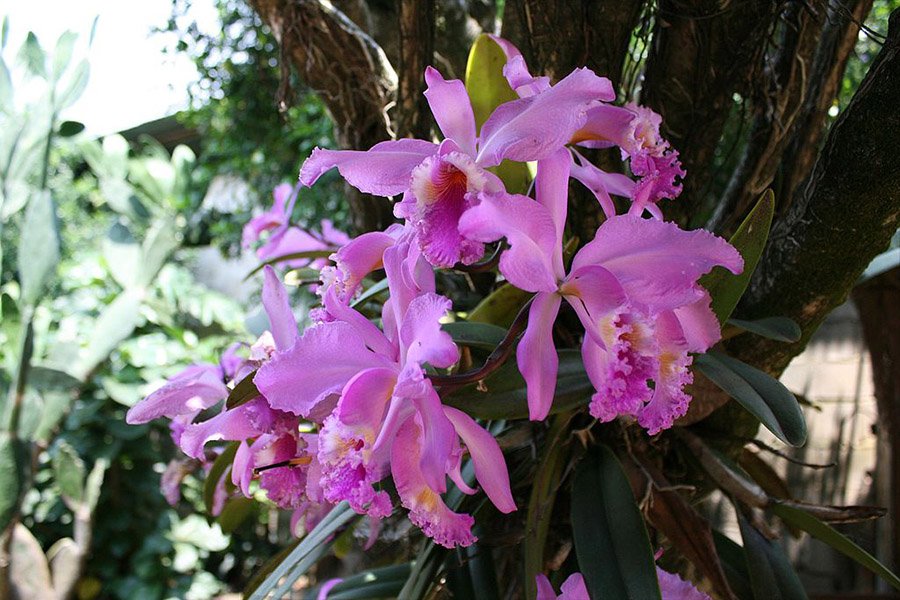 Venezuela Cattleya mossiae 