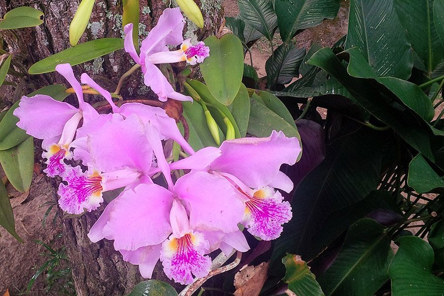 Venezuela Cattleya mossiae