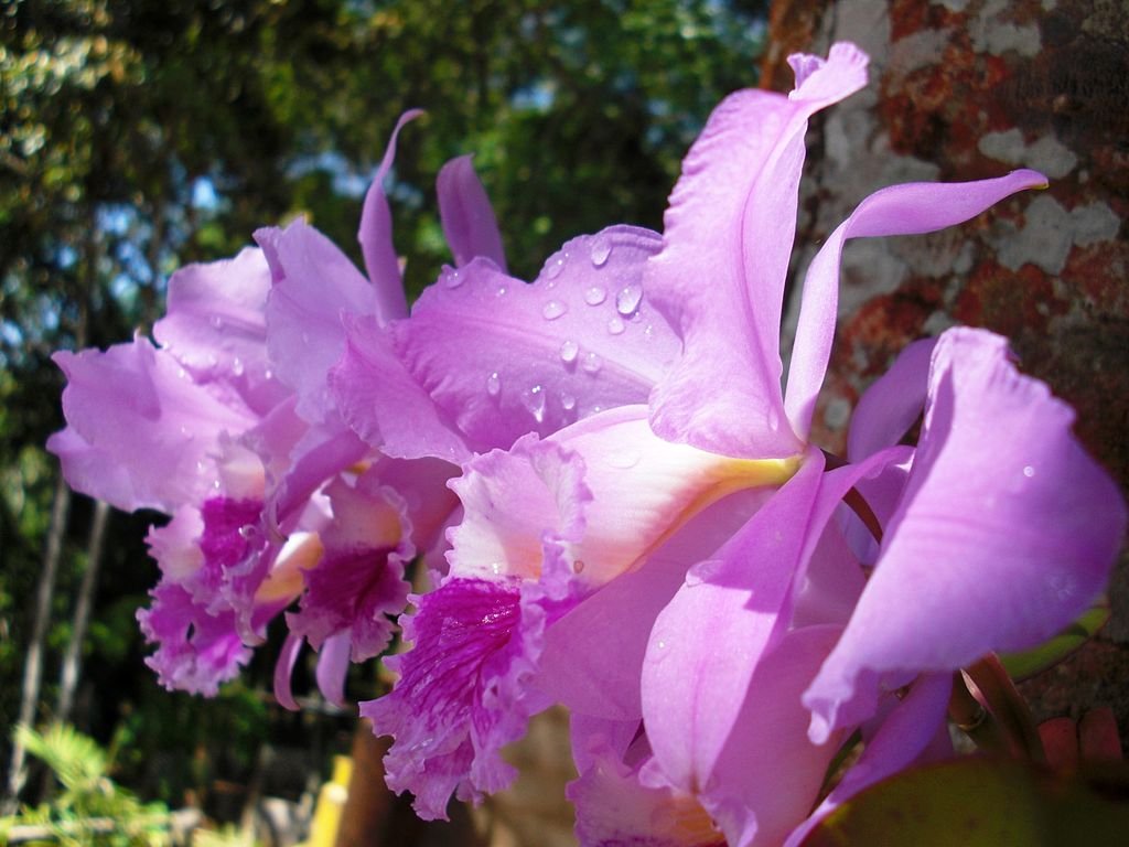 Venezuela Cattleya mossiae 