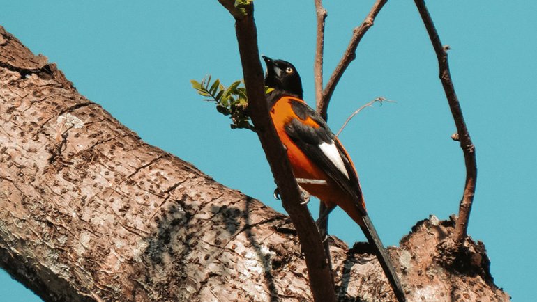 Venezuela national animal - Hero