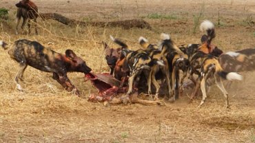 What do African wild dogs eat - Hero