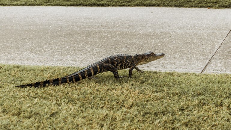 When do alligators come out of the water - Hero