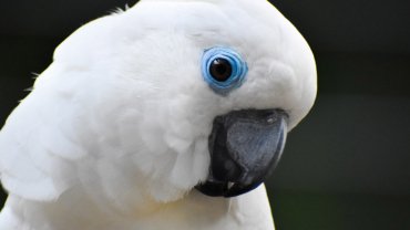 White Parrots - Hero