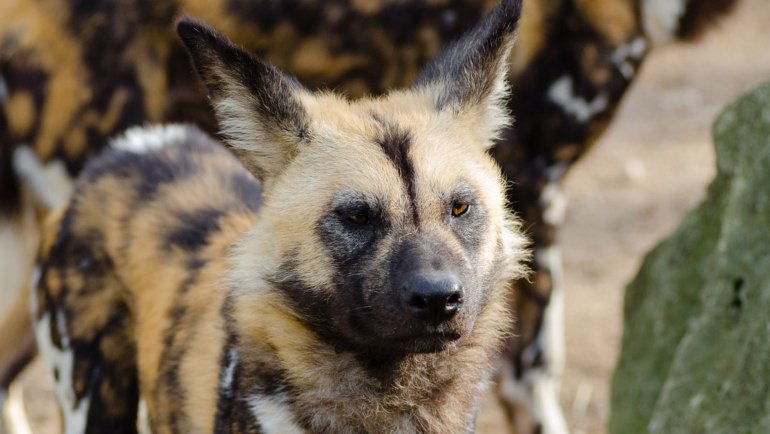 Why is the African Wild Dog Endangered - Hero