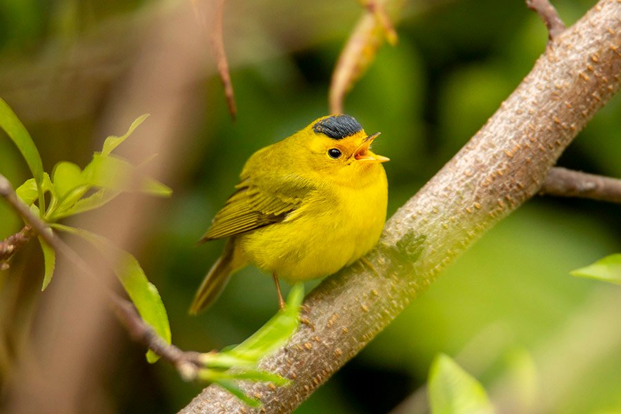 Wilson's Warbler