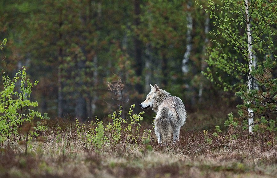 Wolf in the forest