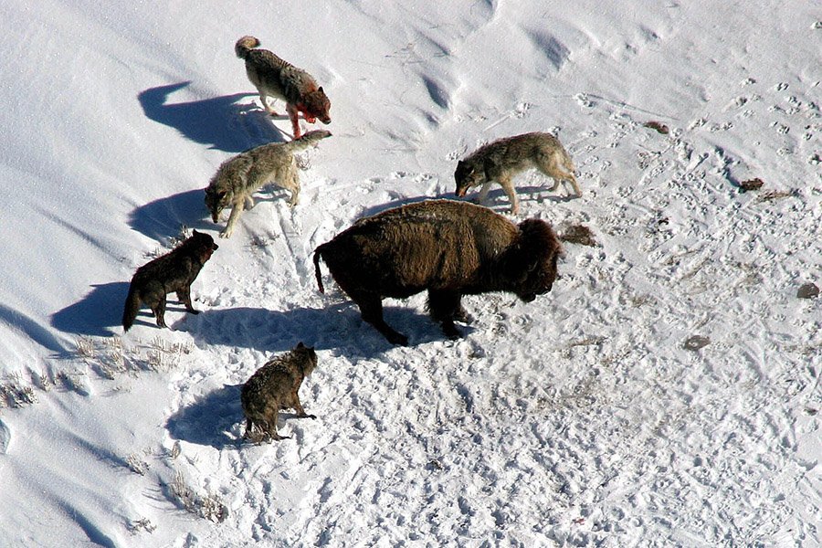 Wolves hunting bison