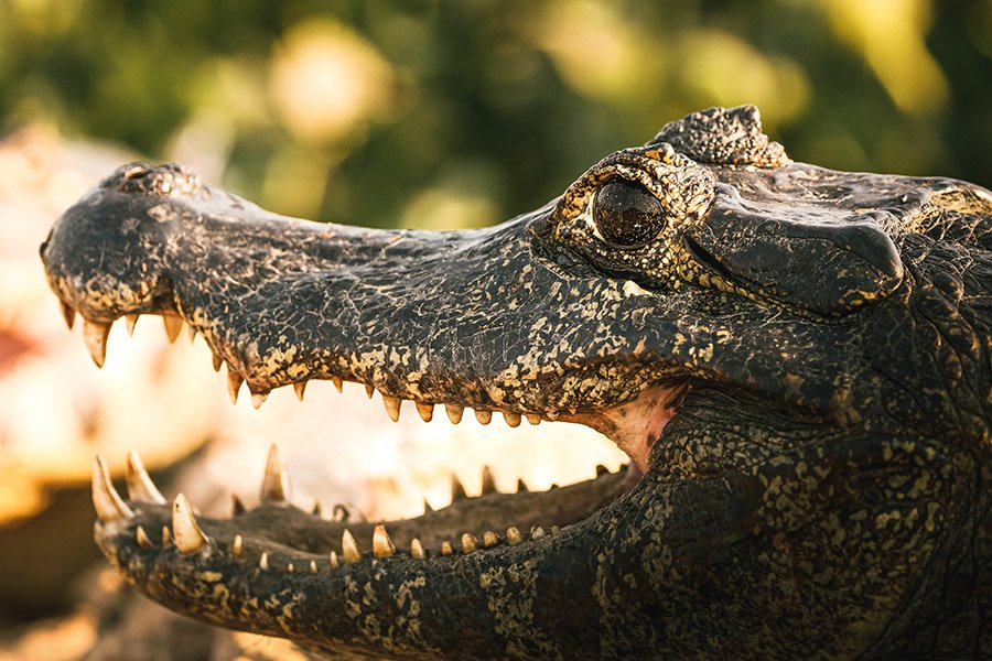 Yacare caiman in Brazil