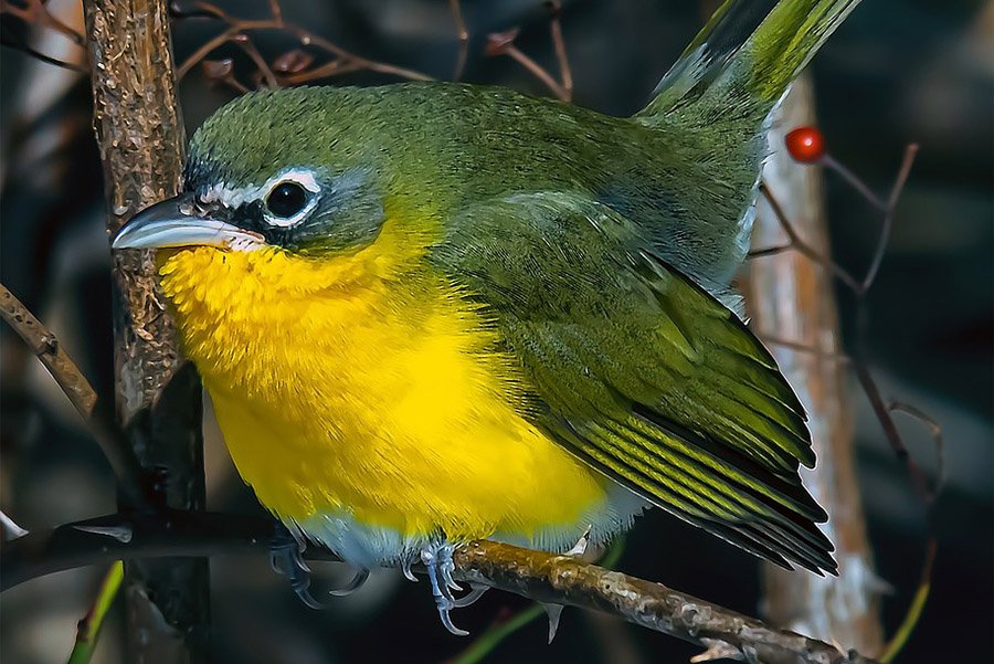 Yellow-Breasted Chat