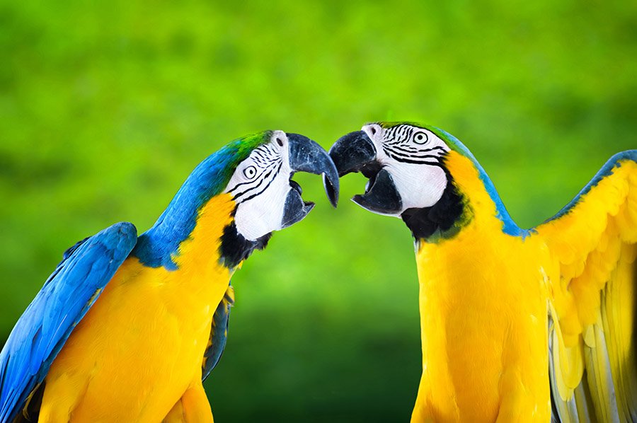 Yellow Parrots - Blue-and-gold macaw