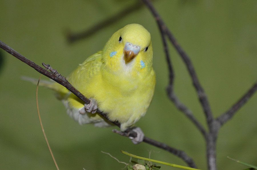 Yellow Parrots - Budgie