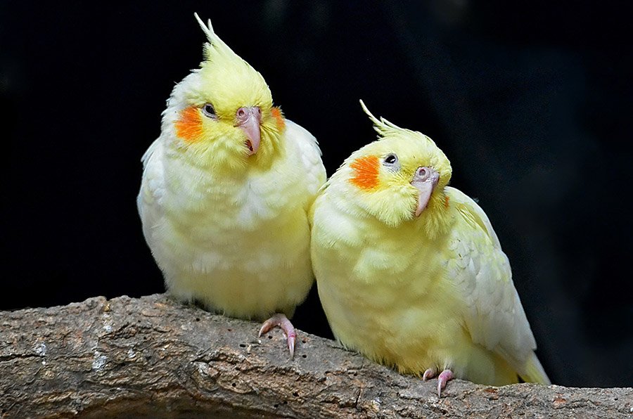 Yellow Parrots - Cockatiel