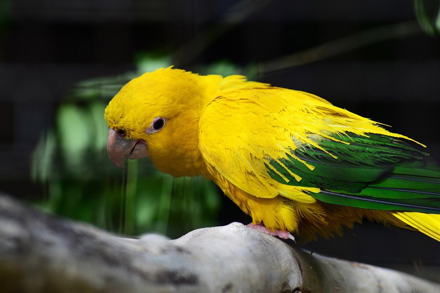 Yellow Parrots - Golden Conure