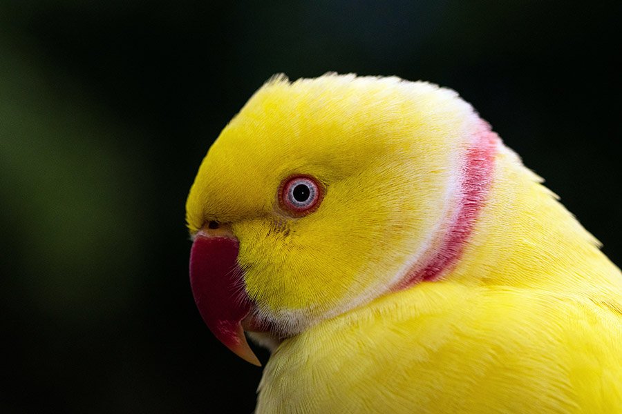 Yellow Parrots - Indian Ringneck Parakeet