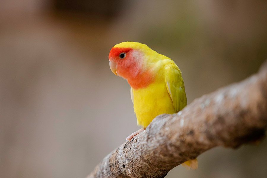 Yellow Parrots - Lovebird