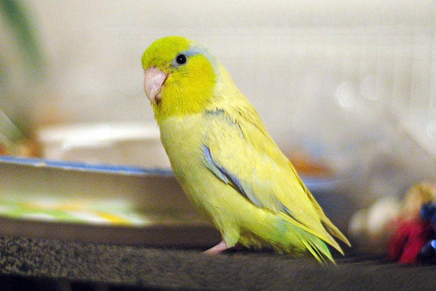 Yellow Parrots - Parrotlet